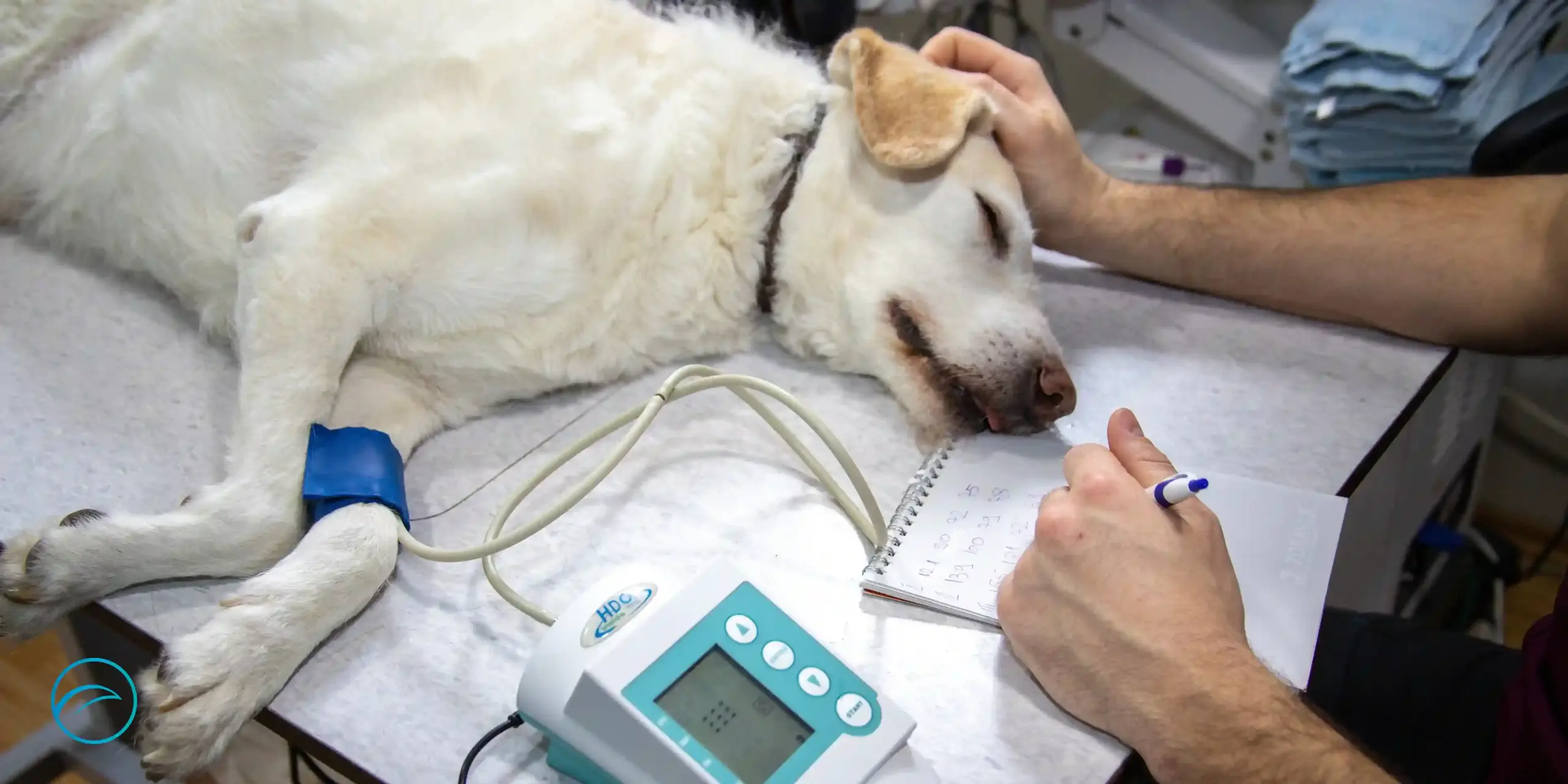 veterinaria para perros