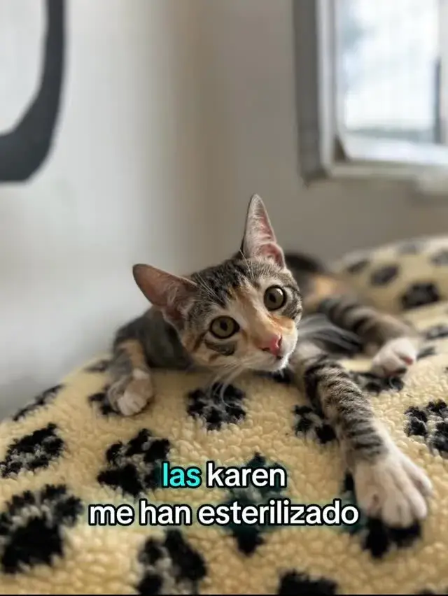 foto-gato-solo-viendo-chitavet
